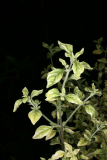Prostanthera ovalifolia 'Variegata' RCP5-2014 246.JPG